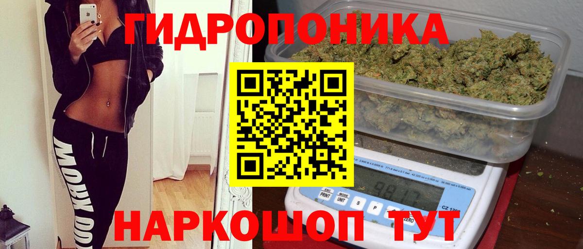 Марихуана семена Кингисепп